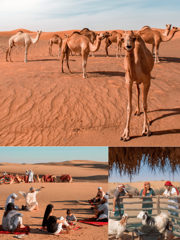 Bedouin Culture in Dubai Desert Safaris